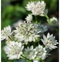 ΑΣΤΡΑΝΤΙΑ ΛΕΥΚΗ ASTRANTIA  BILLION-STAR